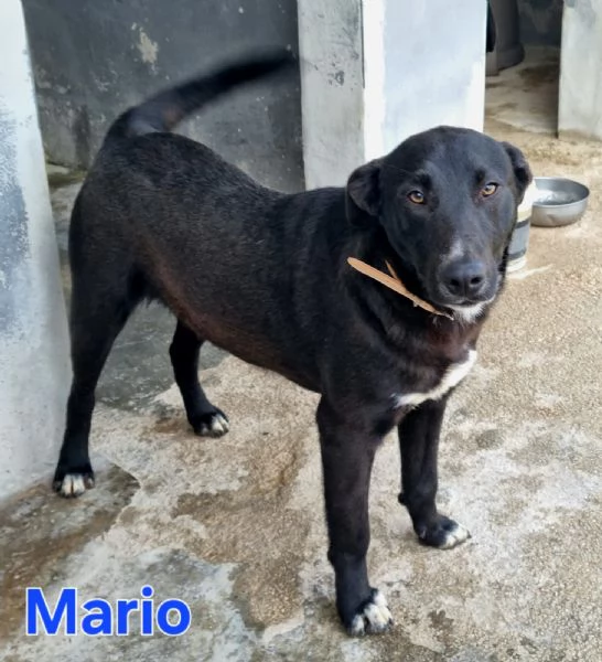 Mario - simil labrador, dolce e coccolone! | Foto 3