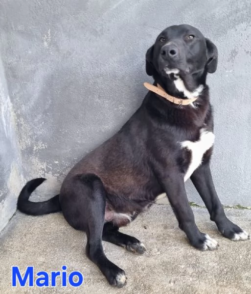 Mario - simil labrador, dolce e coccolone! | Foto 2