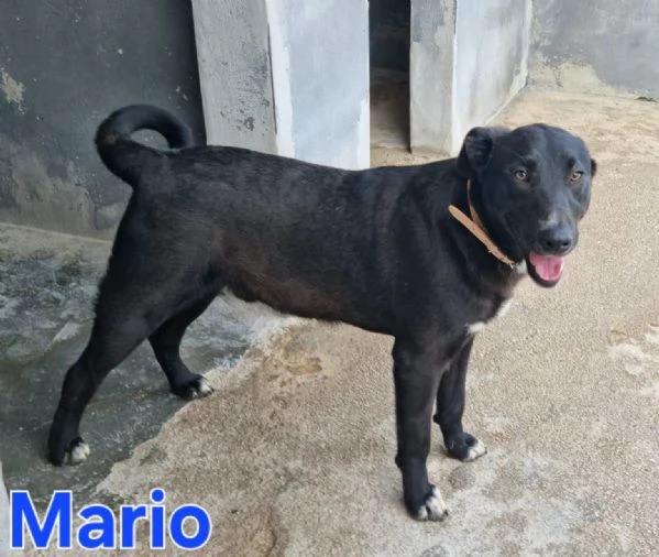 Mario - simil labrador, dolce e coccolone! | Foto 1