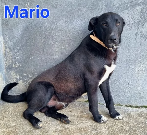 Mario - simil labrador, dolce e coccolone! | Foto 0