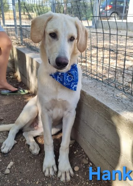 Hank - cucciolone simil labrador cerca casa | Foto 6