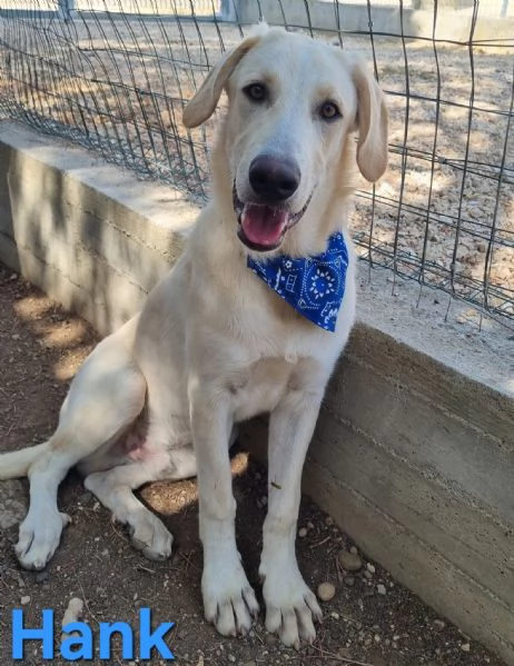 Hank - cucciolone simil labrador cerca casa