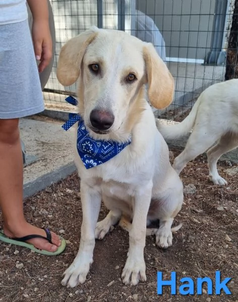 Hank - cucciolone simil labrador cerca casa | Foto 4