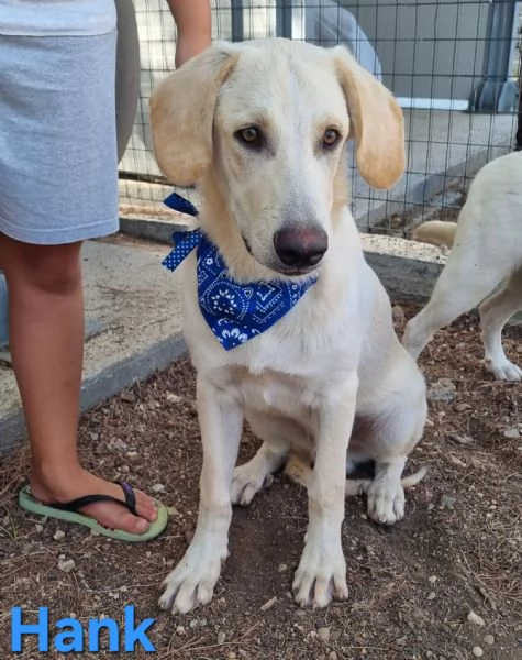 Hank - cucciolone simil labrador cerca casa | Foto 2