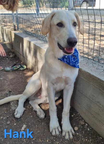 Hank - cucciolone simil labrador cerca casa | Foto 1