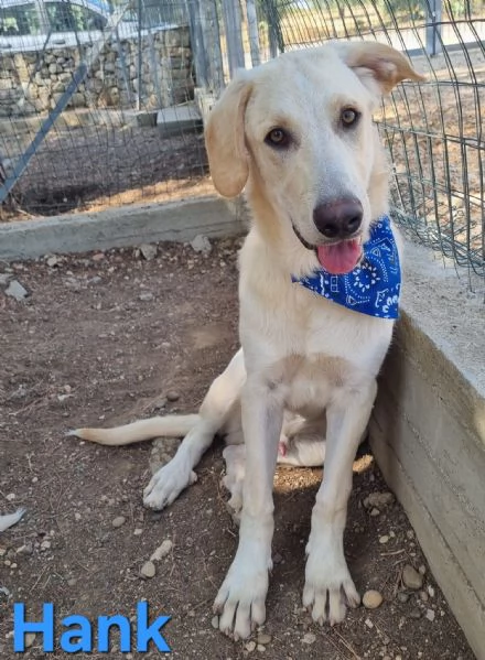 Hank - cucciolone simil labrador cerca casa | Foto 0