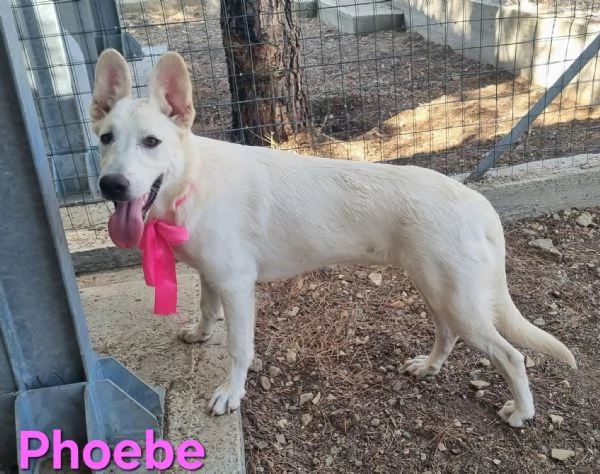 Phoebe - simil pastore svizzero, affettuosa e solare! | Foto 6