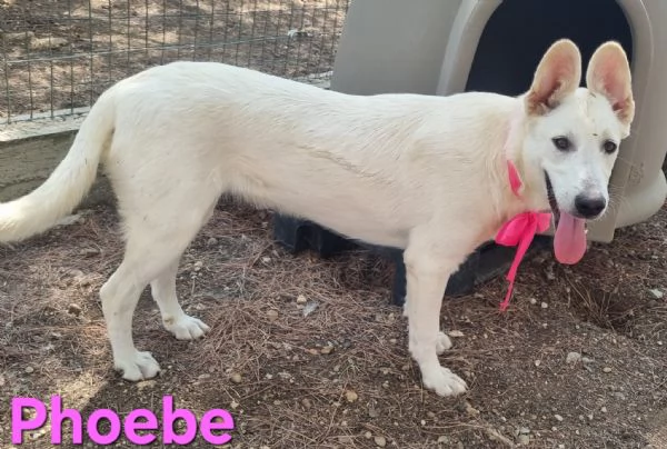 Phoebe - simil pastore svizzero, affettuosa e solare! | Foto 4