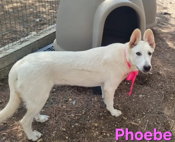 Phoebe - simil pastore svizzero, affettuosa e solare! | Foto 3