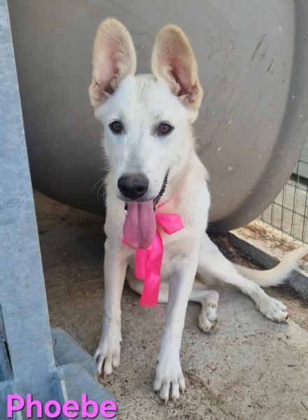 Phoebe - simil pastore svizzero, affettuosa e solare! | Foto 2