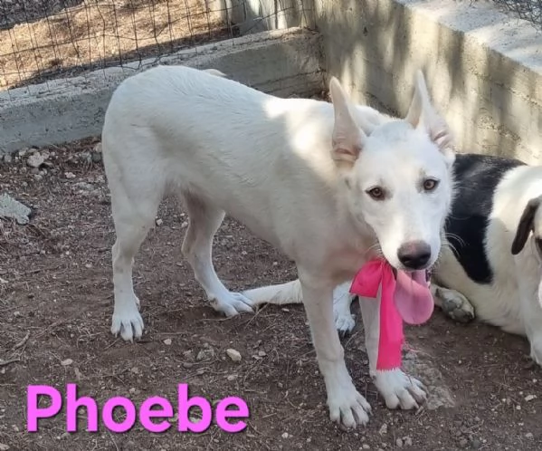 Phoebe - simil pastore svizzero, affettuosa e solare! | Foto 1