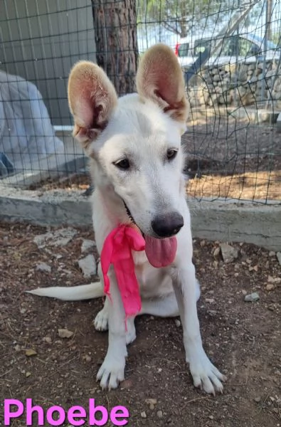 Phoebe - simil pastore svizzero, affettuosa e solare! | Foto 0