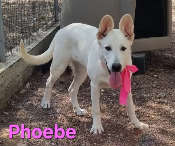 Phoebe - simil pastore svizzero, affettuosa e solare!