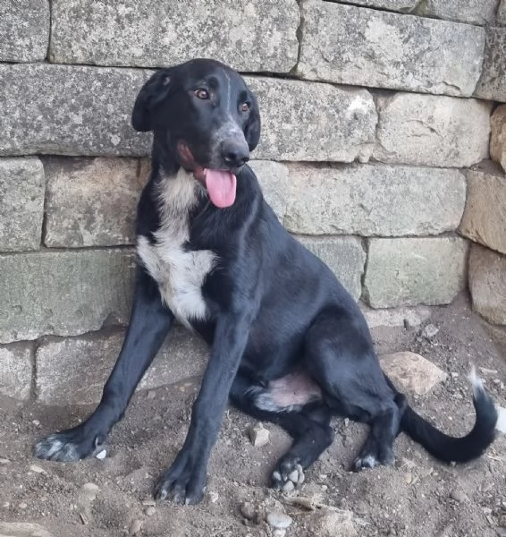 Bartolomeo - cucciolone dolcissimo | Foto 4