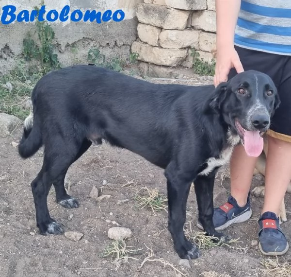 Bartolomeo - cucciolone dolcissimo | Foto 3