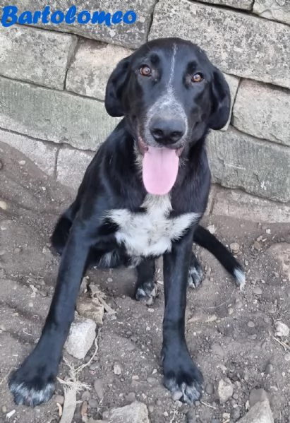 Bartolomeo - cucciolone dolcissimo