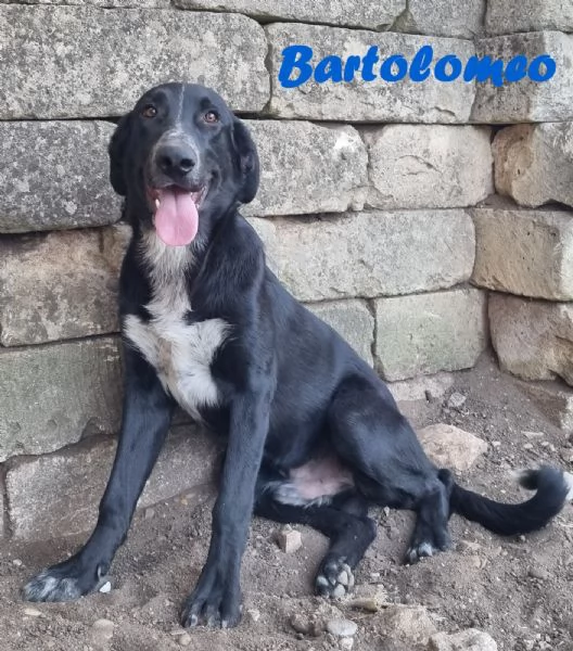 Bartolomeo - cucciolone dolcissimo | Foto 1