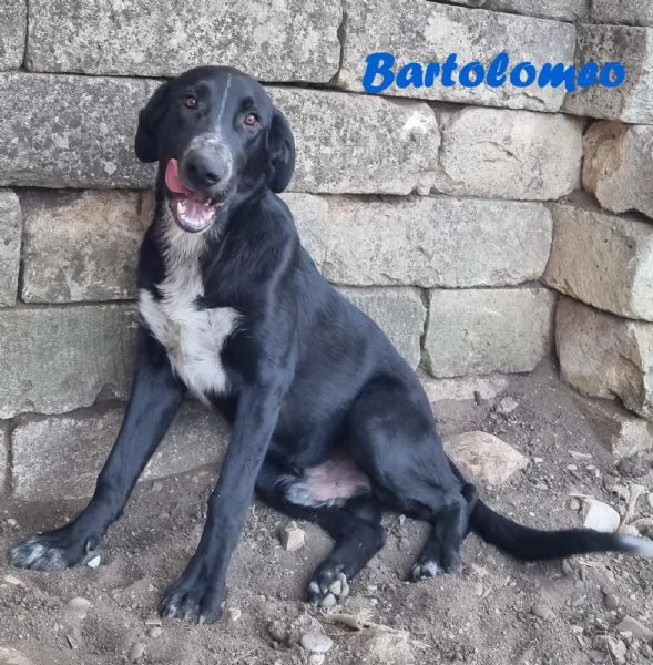 Bartolomeo - cucciolone dolcissimo | Foto 0