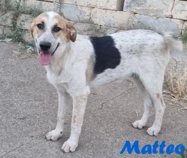 Matteo - gioioso e amorevole | Foto 3