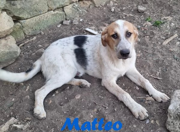 Matteo - gioioso e amorevole | Foto 1