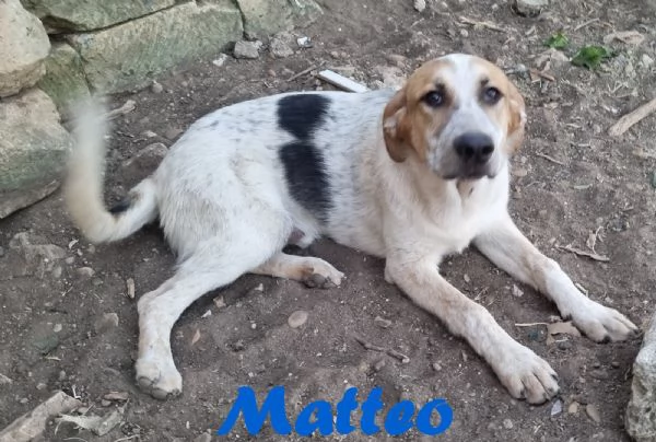 Matteo - gioioso e amorevole | Foto 0