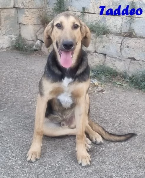 Taddeo - non lasciartelo sfuggire! | Foto 3