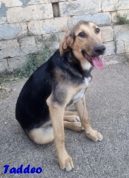 Taddeo - non lasciartelo sfuggire! | Foto 2