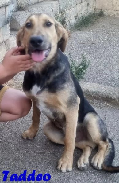 Taddeo - non lasciartelo sfuggire!