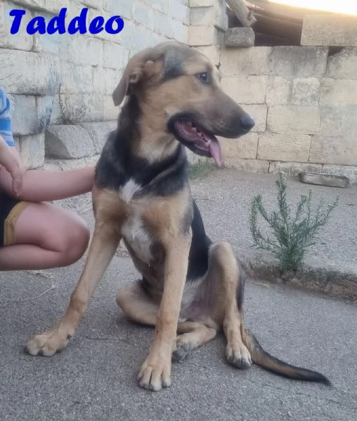 Taddeo - non lasciartelo sfuggire! | Foto 1