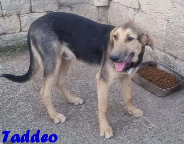 Taddeo - non lasciartelo sfuggire! | Foto 0