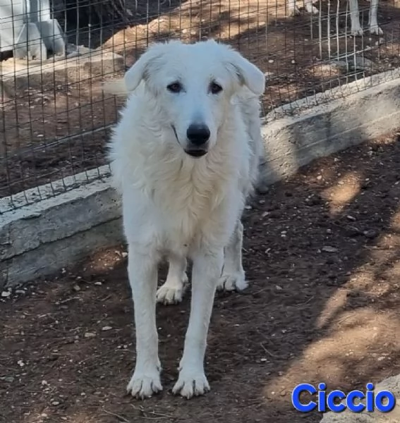 Ciccio - bellissimo cucciolone Pastore Maremmano