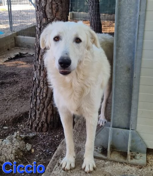 Ciccio - bellissimo cucciolone Pastore Maremmano | Foto 6