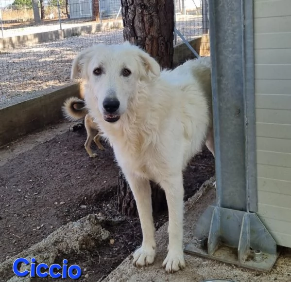 Ciccio - bellissimo cucciolone Pastore Maremmano | Foto 5