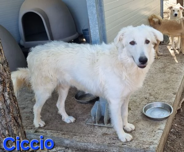 Ciccio - bellissimo cucciolone Pastore Maremmano | Foto 4