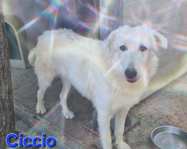 Ciccio - bellissimo cucciolone Pastore Maremmano | Foto 3