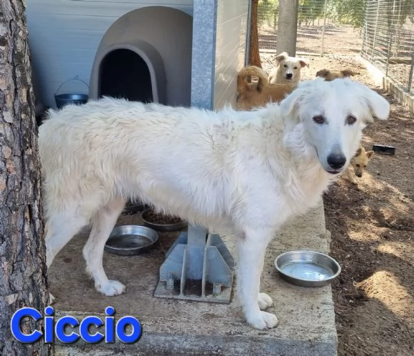 Ciccio - bellissimo cucciolone Pastore Maremmano | Foto 2
