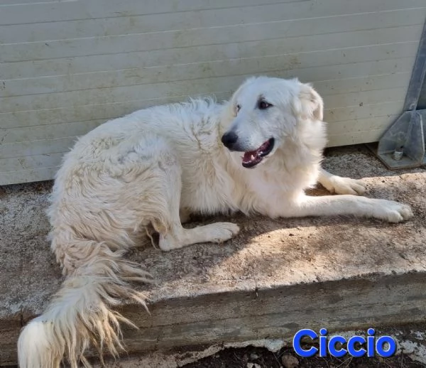 Ciccio - bellissimo cucciolone Pastore Maremmano | Foto 1