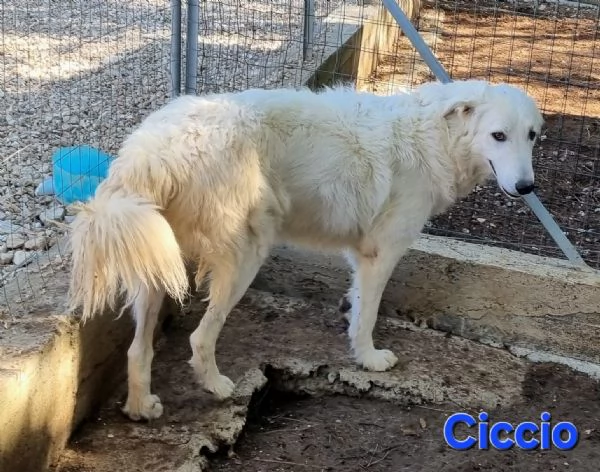 Ciccio - bellissimo cucciolone Pastore Maremmano | Foto 0