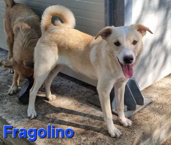 Fragolino | Foto 2