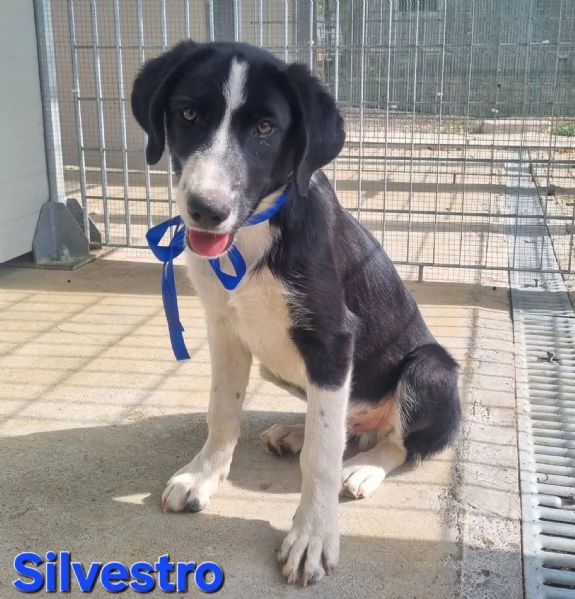 Silvestro | Foto 5