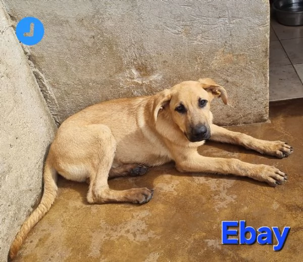 Ebay - dolce cucciolone | Foto 6