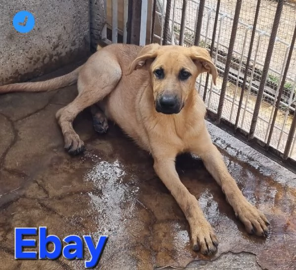 Ebay - dolce cucciolone | Foto 5