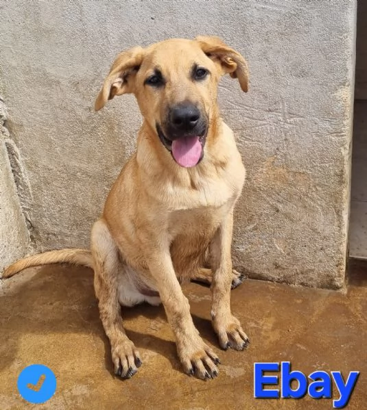 Ebay - dolce cucciolone | Foto 4