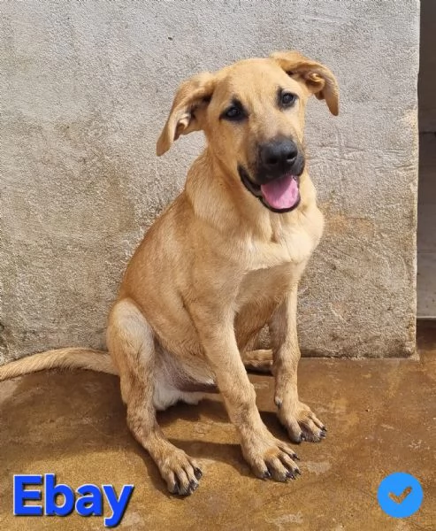 Ebay - dolce cucciolone | Foto 3