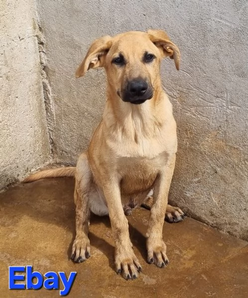 Ebay - dolce cucciolone | Foto 2