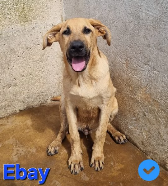 Ebay - dolce cucciolone