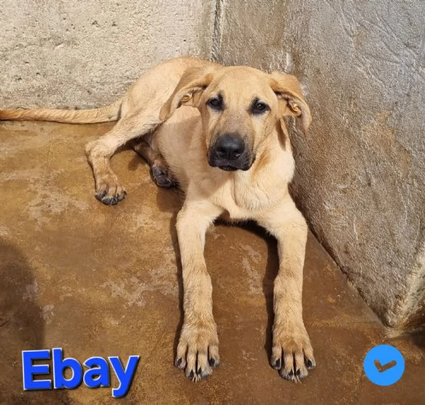 Ebay - dolce cucciolone | Foto 1