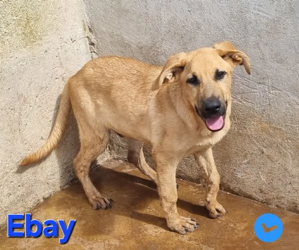 Ebay - dolce cucciolone | Foto 0