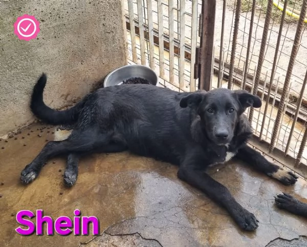 Shein | Foto 0