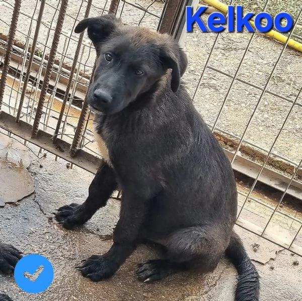 Kelkoo | Foto 1